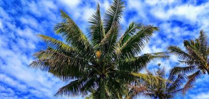 cocos nucifera o cocoteros que crecen en los campos de arroz forman hermosos patrones y vistas sobre el fondo del cielo azul y las nubes tenues foto