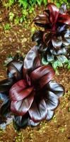 Portrait of Cordyline fruticosa or hanjuang, linjuang and andong has beautiful multicolor leaves photo