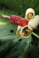 Alocasia macrorrhizos or giant taro flower blooming in the garden photo