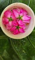 retrato de flor rosa chinensis en una taza blanca con hojas de alocasia macrorrhizos en el fondo foto