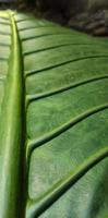 un retrato del motivo del hueso de la hoja de la alocasia macrorrhizos o planta de taro gigante, adecuado como fondo natural foto