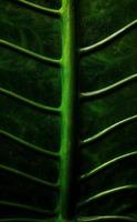 un retrato del motivo del hueso de la hoja de la alocasia macrorrhizos o planta de taro gigante, adecuado como fondo natural foto