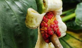 alocasia macrorrhizos o flor de taro gigante que florece en el jardín foto