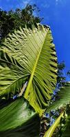 Portrait of a giant taro plant with the Latin name Alocasia macrorrhizos against a clear blue sky background photo