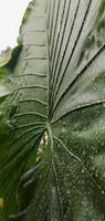 un retrato de un motivo de hueso de hoja de taro gigante o alocasia macrorrhizos que es muy grande. esta planta prospera en climas tropicales foto