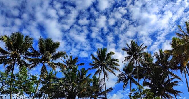 Cocos nucifera or coconut trees growing in the rice fields form beautiful patterns and views against the background of blue sky and wispy clouds photo