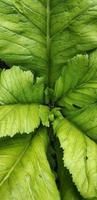 la vista superior de brassica juncea o mostaza crece en los huertos, esta planta se usa a menudo como una ensalada y verdura saludable foto