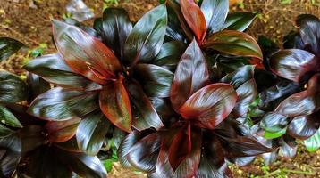 Cordyline fruticosa or hanjuang, linjuang and andong has beautiful multicolor leaves photo