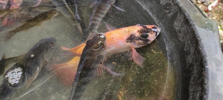 Selection of Red tilapia fish or Oreochromis niloticus for breeding in ponds. photo