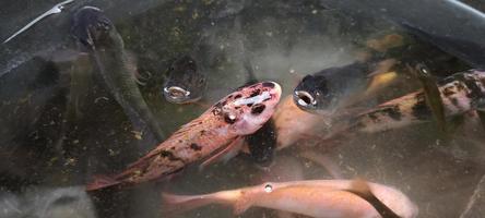 Selection of Red tilapia fish or Oreochromis niloticus for breeding in ponds. photo