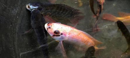 Selection of Red tilapia fish or Oreochromis niloticus for breeding in ponds. photo