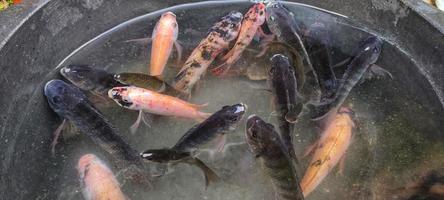 Selection of Red tilapia fish or Oreochromis niloticus for breeding in ponds. photo