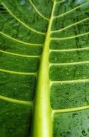A portrait of the leaf bone motif of the alocasia macrorrhizos or giant taro plant, suitable as a natural background photo