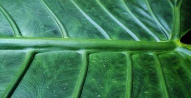 A giant taro leaf motif with the Latin name alocasia macrorrhizos, is commonly used for natural backgrounds on smartphones photo