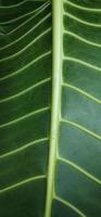 A portrait of the leaf bone motif of the alocasia macrorrhizos or giant taro plant, suitable as a natural background photo