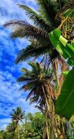 cocos nucifera o cocoteros que crecen en los campos de arroz forman hermosos patrones y vistas sobre el fondo del cielo azul y las nubes tenues foto