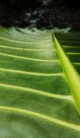 A portrait of the leaf bone motif of the alocasia macrorrhizos or giant taro plant, suitable as a natural background photo