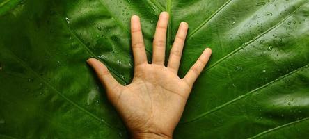 retrato de la mano de un adulto contra una hoja de taro gigante o fondo de alocasia macrorrhizos foto