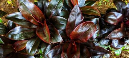 Cordyline fruticosa or hanjuang, linjuang and andong has beautiful multicolor leaves photo