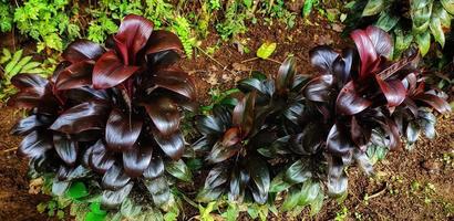 Cordyline fruticosa or hanjuang has beautiful multicolor leaves, women really like this plant and are often used as ornamental plants at home photo