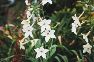 Persian tobacco Nicotiana alata white flowering plant growing in the garden photo