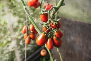 cultivo de tomates de invernadero foto