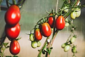 tomates de ciruela negra maduran en vid en invernadero foto