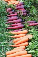 Freshly harvested rainbow carrots on the ground, purple orange carrots in a row photo
