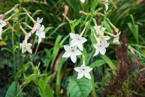 Persian tobacco Nicotiana alata white flowering plant growing in the garden photo