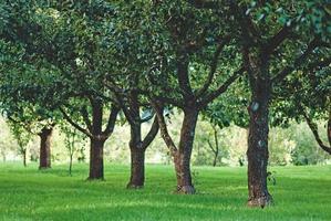 Fruit trees growing in rows in orchard photo