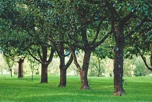 árboles frutales que crecen en hileras en el huerto foto