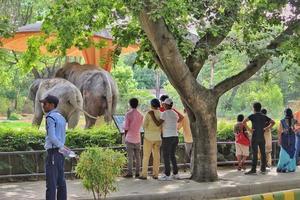 Tourists are watching animals in Delhi Zoo photo