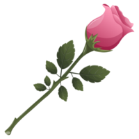 rosa rosa con hojas verdes. decoración floral, tarjeta de felicitación de san valentín. ilustración de dibujos animados decoración de bodas y propuestas png