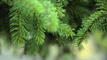 luminosa verde abete ramoscelli con bagnato a partire dal pioggia goccioline vicino su video