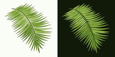 Green leaf of coconut palm. Detailed illustration in vintage style on white, dark background. vector