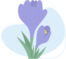 fleur de crocus. safran violet en fleurs png