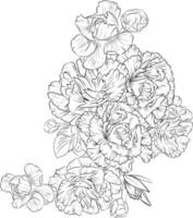 Bouquet of carnation flower, dianthus-caryophyllus,  hand drawn pencil sketch coloring page and book for adults isolated on white background floral element tattooing, illustration ink art.