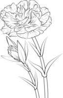 A hand-drawn carnation flower, coloring book of vector illustration artistic, blossom  flowers narcissus isolated on white background, sketch art leaf branch botanic collection for adult and children.