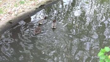 eenden in de zomer op zoek voor voedsel. eend kudde. video