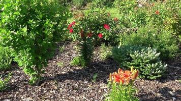 ravissant parterre de fleurs dans le parc d'été video