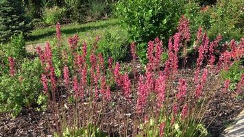 delizioso fiore letto nel il estate parco video