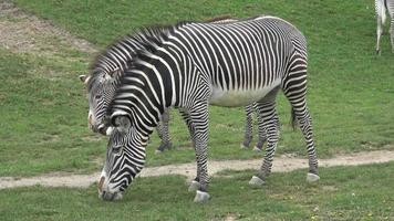 rebanho de zebra estava comendo grama equus grevyi video