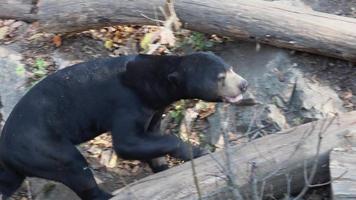 malaiischer bär im naturhabitat.helarctos malayanus video