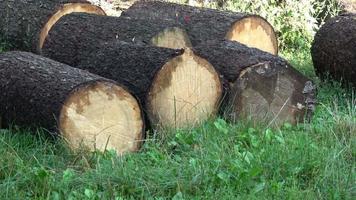 Trunks of trees piled on the ground in the woods. video