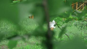 jong schattig brunette meisje in wit jurk wandelingen in de hout tussen een bomen video