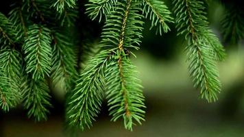 beautiful green FIR branches with drops after rain close up video