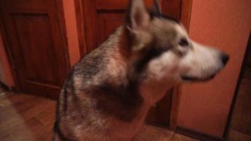 malamute de perro juguetón y esponjoso grande en casa video