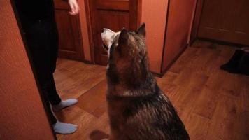 big fluffy playful dog malamute at home video