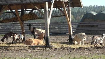 animaux de la ferme. beaucoup de chèvres brunes et blanches dans le corral. video