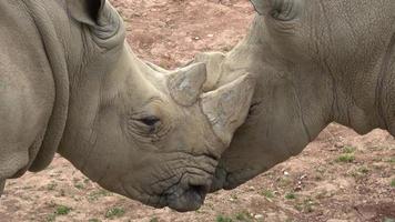 rinoceronte blanco del sur ceratotherium simum simum. animal salvaje. especies animales en peligro crítico de extinción. video